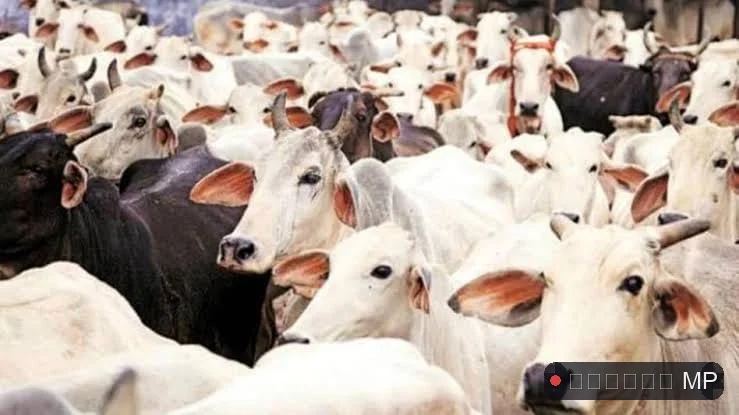 घोषणाओं तक सीमित रही 'गोकुल ग्राम' की योजना सीएम मोहन यादव के सपने पर अधिकारियों ने फेरा पानी