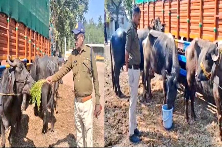 भैंस चराने को मजबूर एमपी पुलिस, रोज पांच हजार रुपये से ज्यादा का आ रहा खर्चा