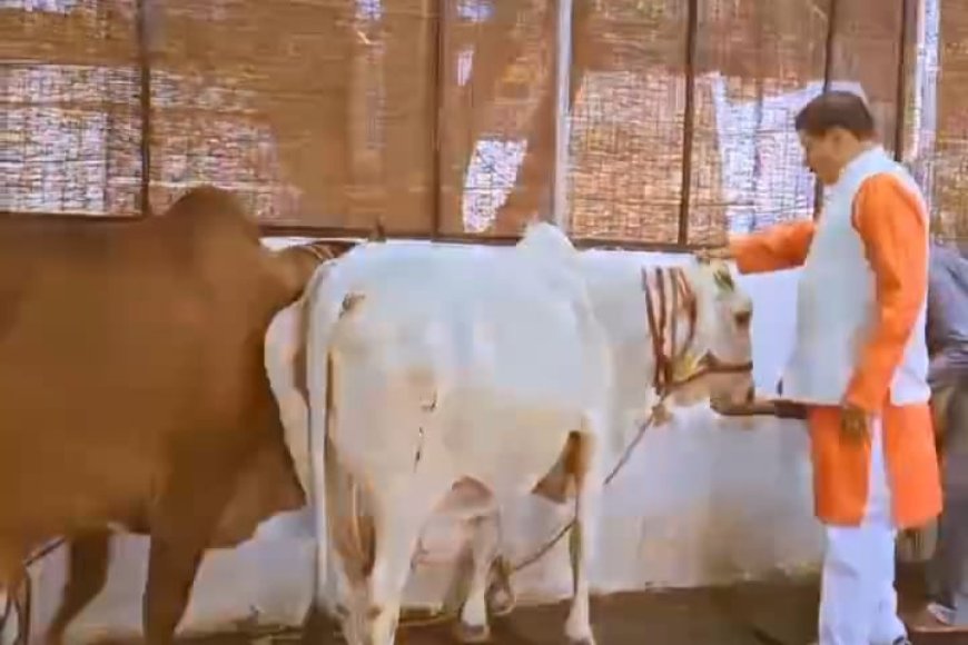 सीएम हाउस में आईं ‘मंगला और महिमा’ मुख्यमंत्री ने दोनों गायों का किया स्वागत,दुलार कर खिलाई अपने हाथ से रोटी