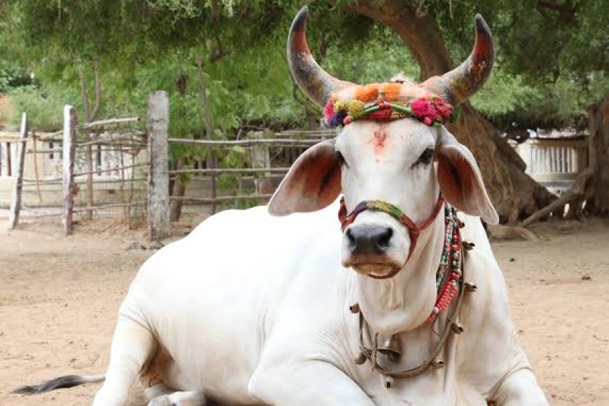 गौवंश के लिए गंभीर मोहन सरकार,लागू होगा गौ-संवर्धन सुरक्षा कानून,आरोपियों को मिलेगी सात साल की सजा