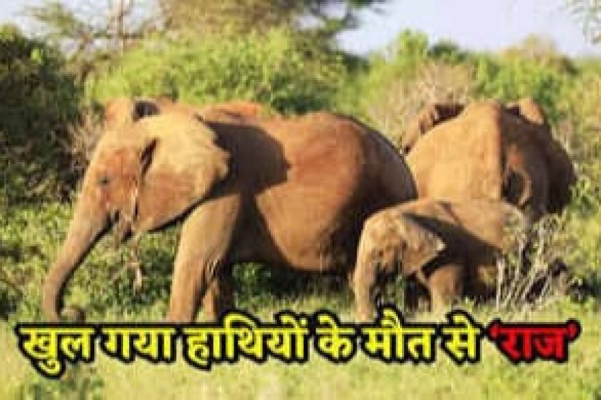 हाथियों की मौत पर बड़ा खुलासा,'विषाक्त' कोदो खाने से हाथियों की हुई मौत,विसरा में मिला साइक्लोपियाज़ोनिक एसिड