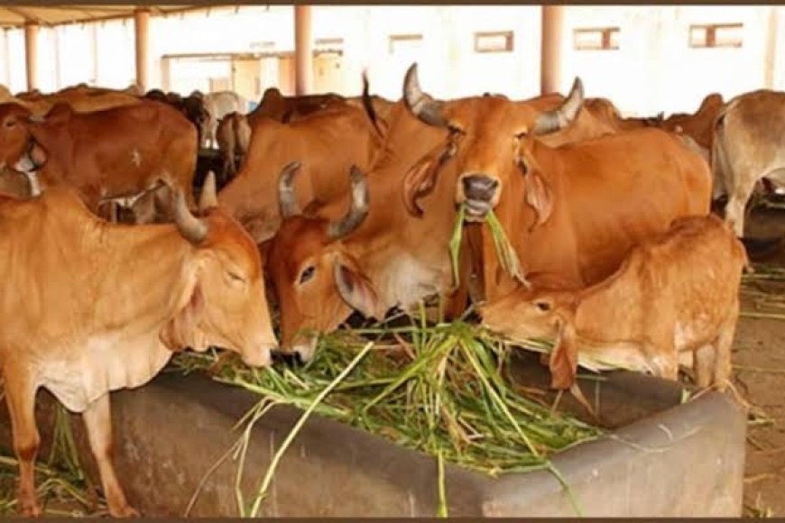 दुग्ध उत्पादकों की आय दोगुनी करने राज्य सरकार ने उठाया महत्वपूर्ण कदम