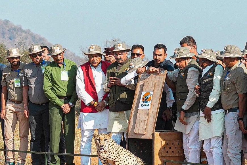 चंबल की मिट्टी में 'टाइगर' खेलेंगे अटखेलियां,प्रदेश को जल्द मिलेगा एक नया टाइगर रिजर्व