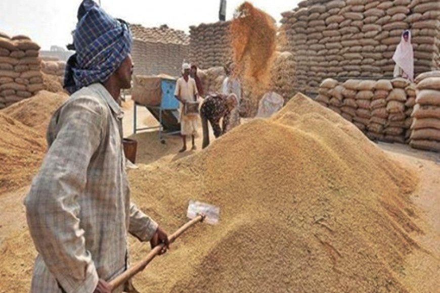 25 हजार 631 किसानों से 10 लाख 25 हजार मीट्रिक टन से अधिक हुई गेहूं खरीदी