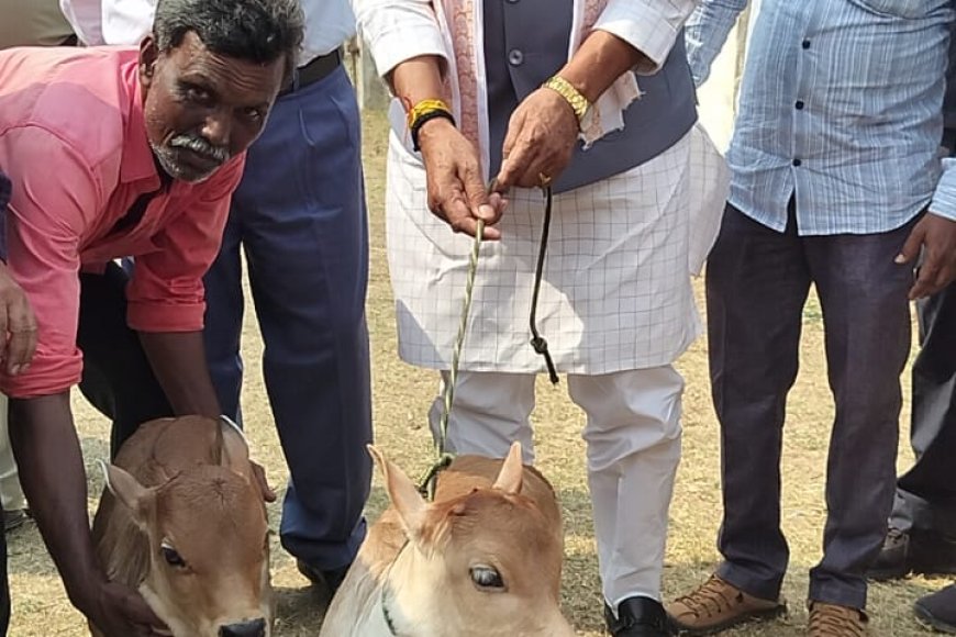 मप्र में 'पुंगनूर' नश्ल की गाय को बसाने के लिए सरकार कर रही प्रयास,आंध्रप्रदेश से लाई जाएंगी गाय