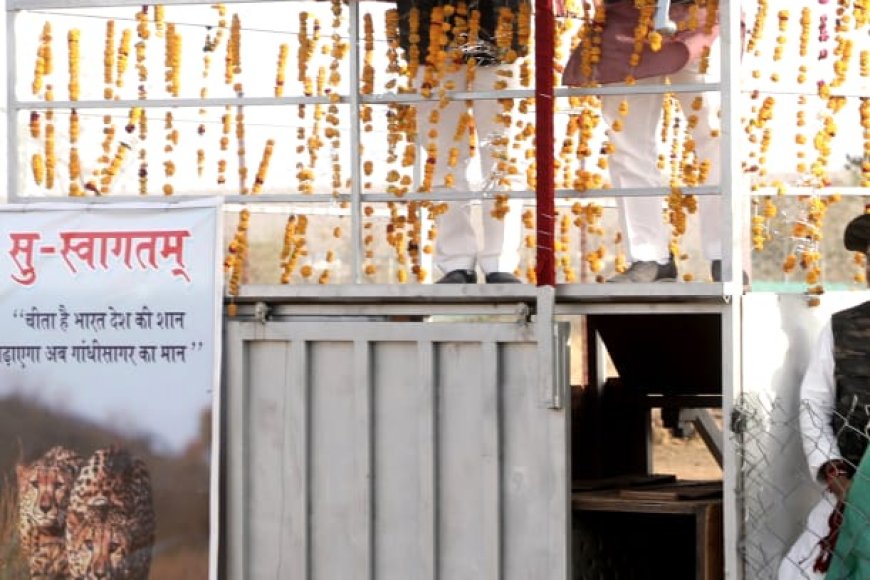 भारतीय चीतों ने बदली टेरेटरी,मालवांचल के गांधीसागर अभयारण होगा नया ठिकाना