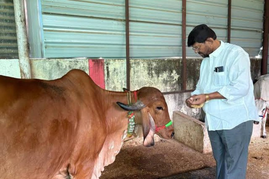 'स्वावलंबी गौशाला' योजना में गाय तो दूर जमीन ही नहीं मिली टेंडर में दुबई और ऑस्ट्रेलिया के लोग हुए थे शामिल